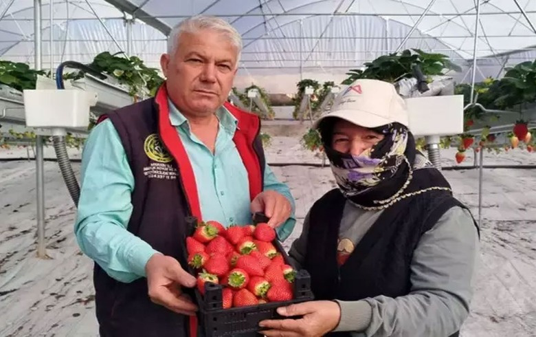 40 yıllık memur, emekli olunca topraksız çilek yetiştirmeye başladı