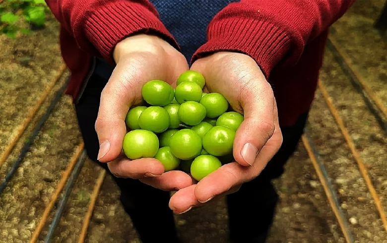 Herkesin beklediği ilk hasat geldi; Erik fiyatı dudak uçuklattı